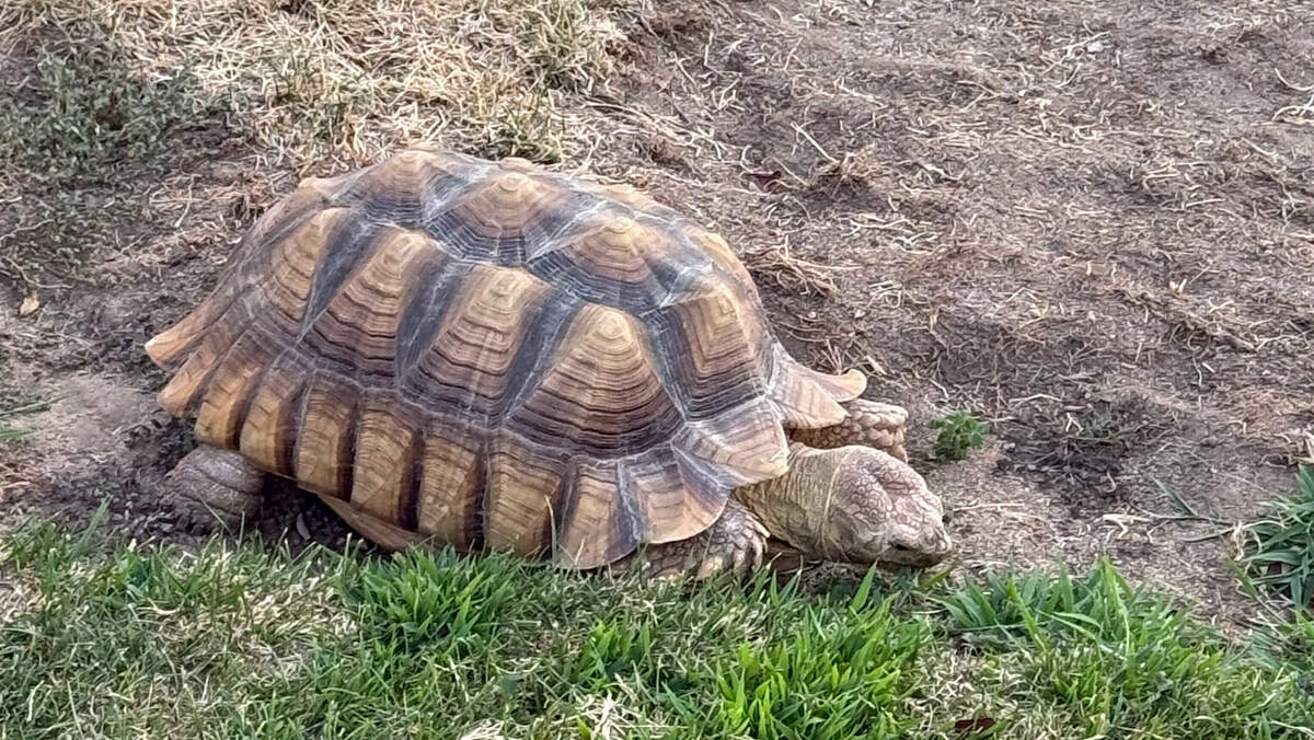 A 45-pound Sulcata tortoise was found in a Clovis North-area front yard in Fresno; family cared for it and took it to Waterhouse Animal Hospital for foster care.